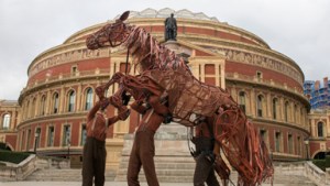 Albert Hall War Horse